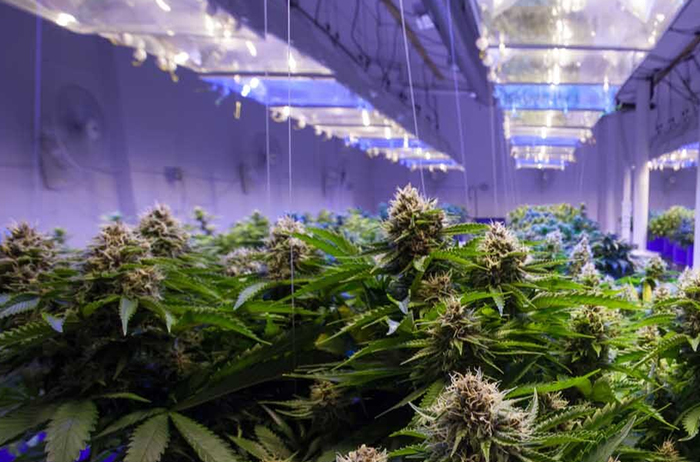 Cannabis-Grow-Facility-–-San-Francisco-Bay-Area,-CA